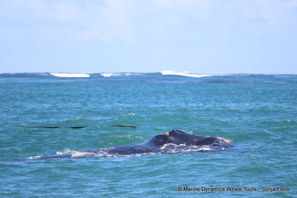 whale watching, gansbaai, south africa, whale