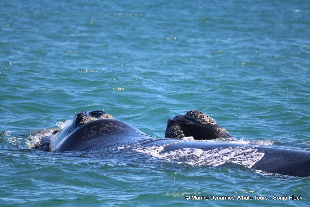 whale watching, gansbaai, south africa, southern right whale