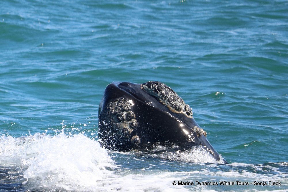 whale watching, gansbaai, south africa, southern right whale