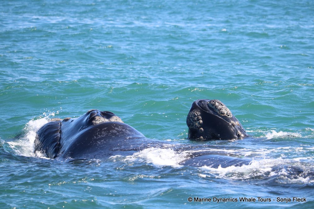 whale watching, gansbaai, south africa, whale