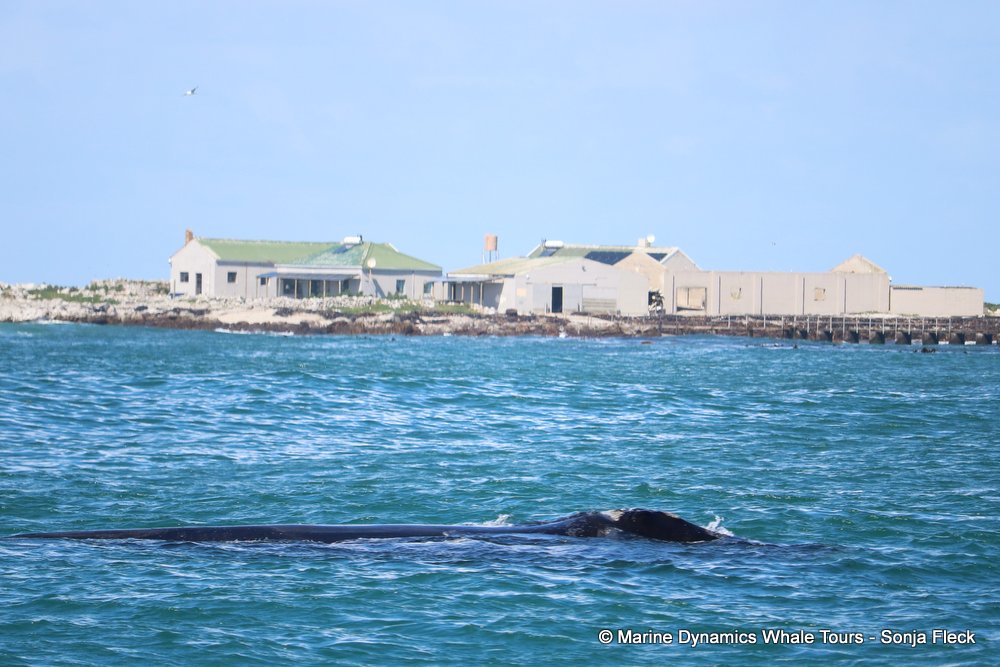 whale watching, gansbaai, south africa, whale