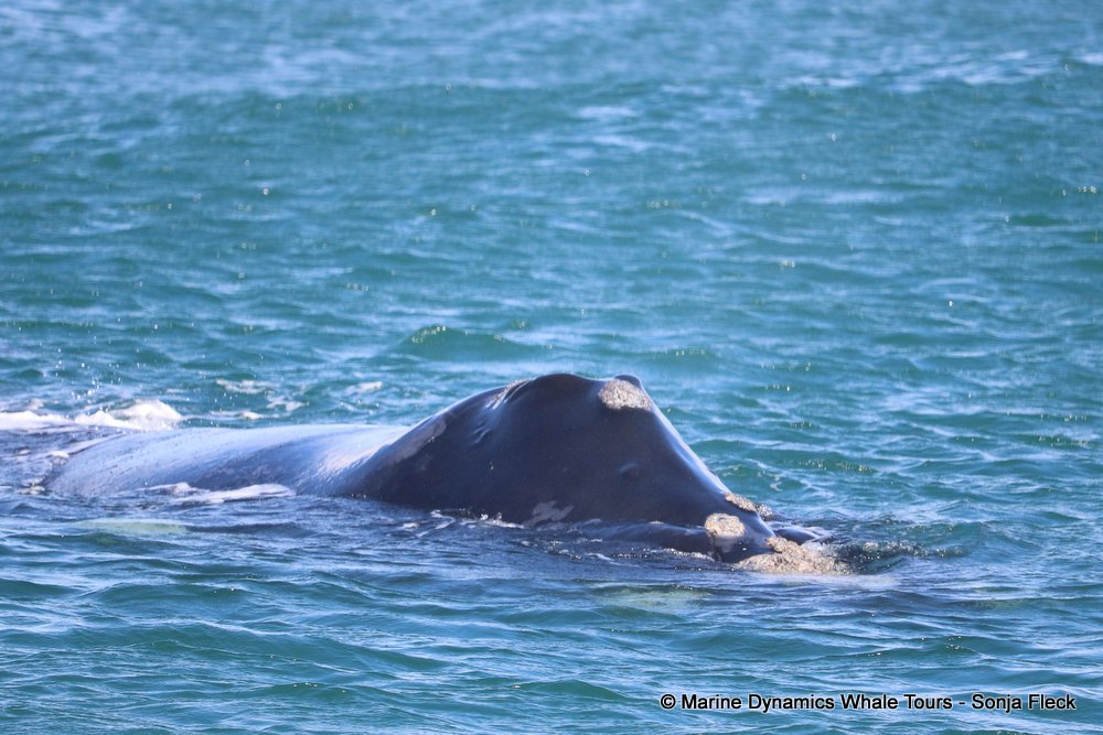 whale watching, gansbaai, south africa,
