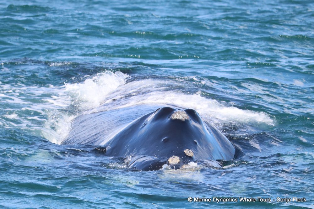whale watching, gansbaai, south africa,