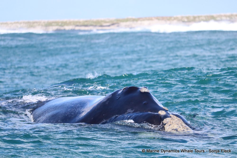 whale watching, gansbaai, south africa, whale