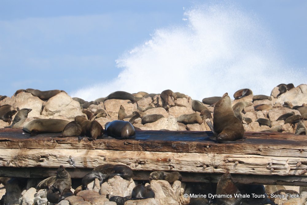 whale watching, gansbaai, south africa, cape fur seal