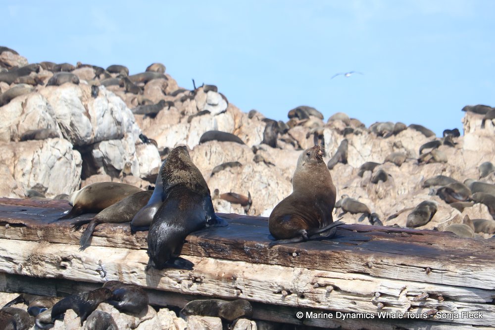 whale watching, gansbaai, south africa, fur seal