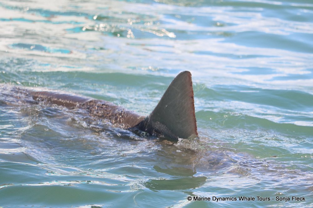 whale watching, gansbaai, south africa, bronze whaler shark
