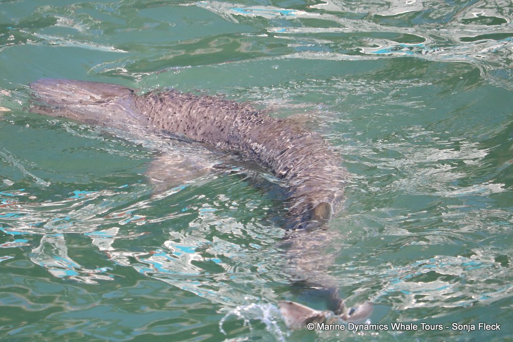 whale watching, gansbaai, south africa, seven gill