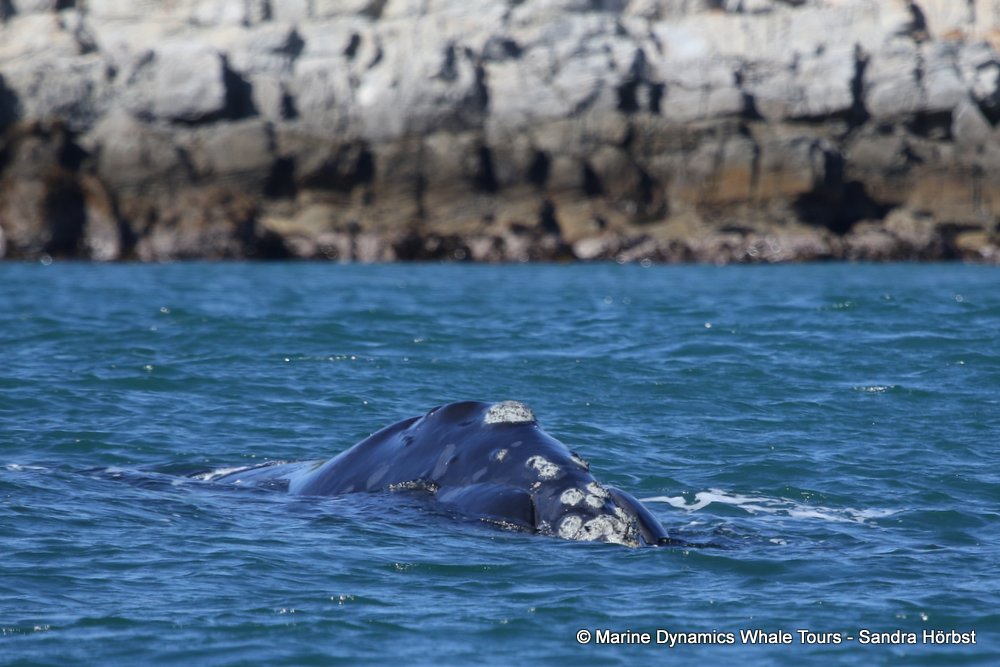 whale watching, gansbaai, south africa, southern right whale
