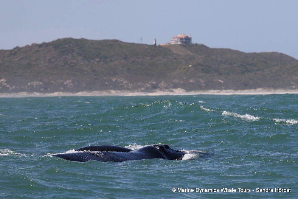 whale watching, gansbaai, south africa, whale