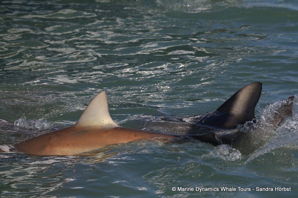 whale watching, gansbaai, south africa, shark