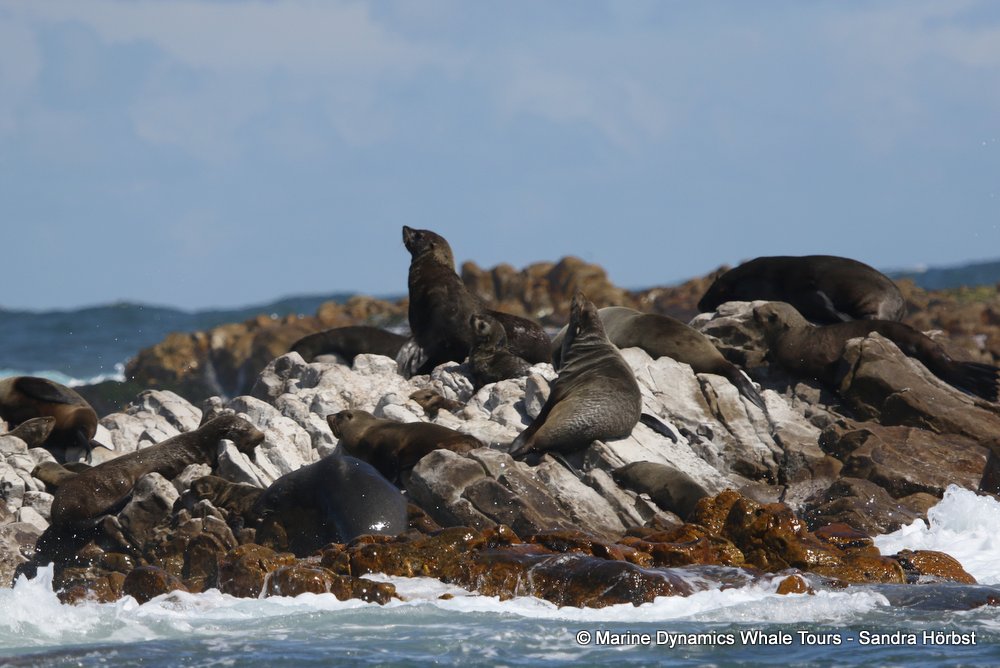 whale watching, gansbaai, south africa, cape fur seal