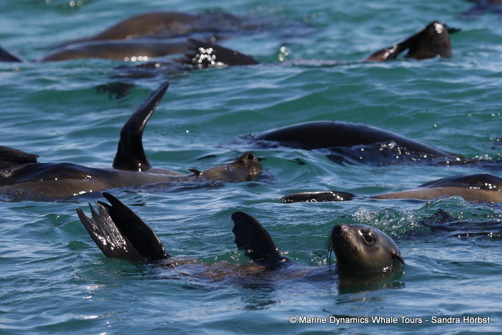 whale watching, gansbaai, south africa, fur seal