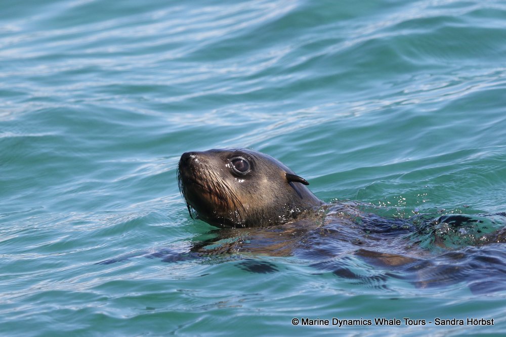 whale watching, gansbaai, south africa, Cape fur seals
