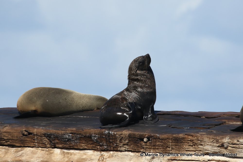 whale watching, gansbaai, south africa, Cape fur seals