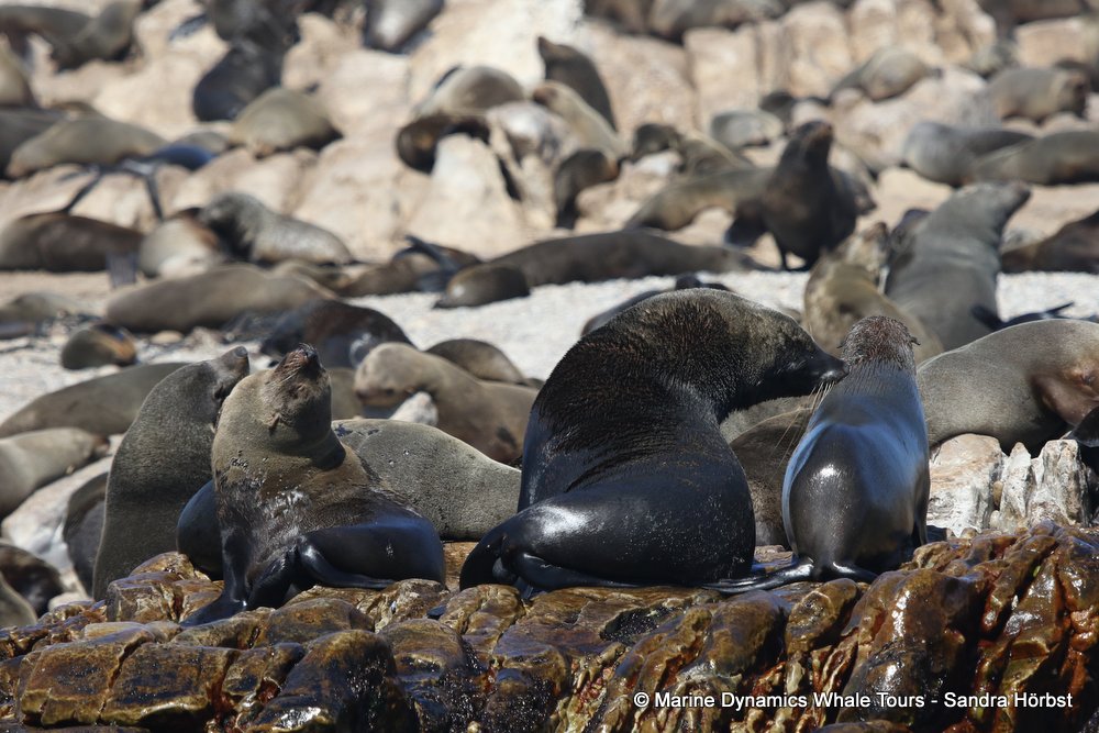 whale watching, gansbaai, south africa, seal