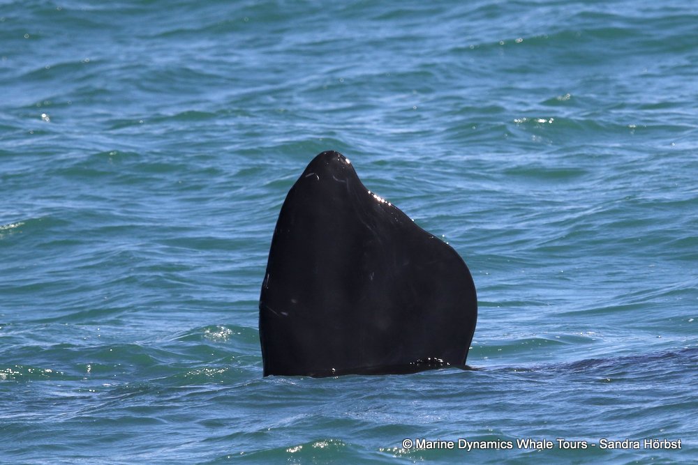 whale watching, gansbaai, south africa, whale flipper