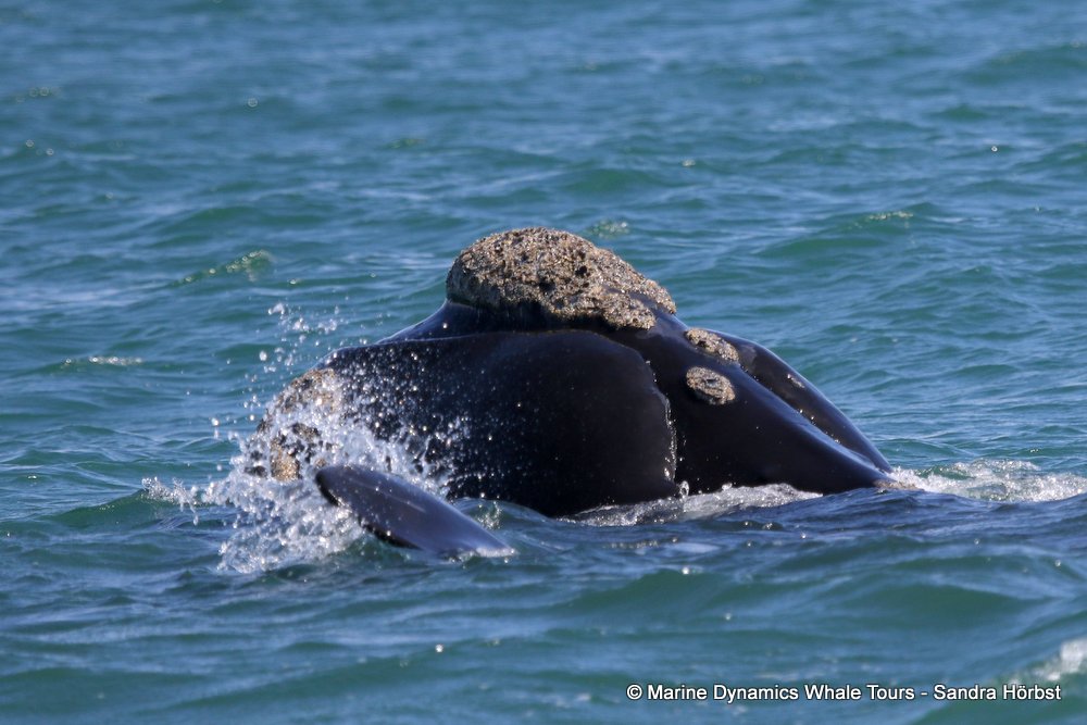 Marine Big 5 Daily Blog 19 September