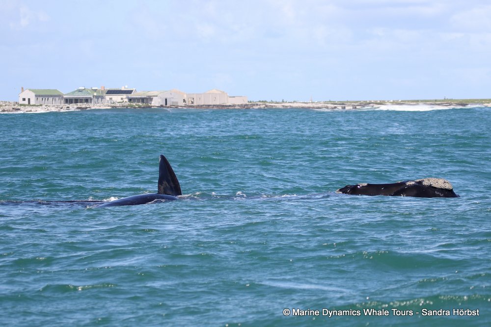 whale watching, gansbaai, south africa, whale infornt of Dyer ISland