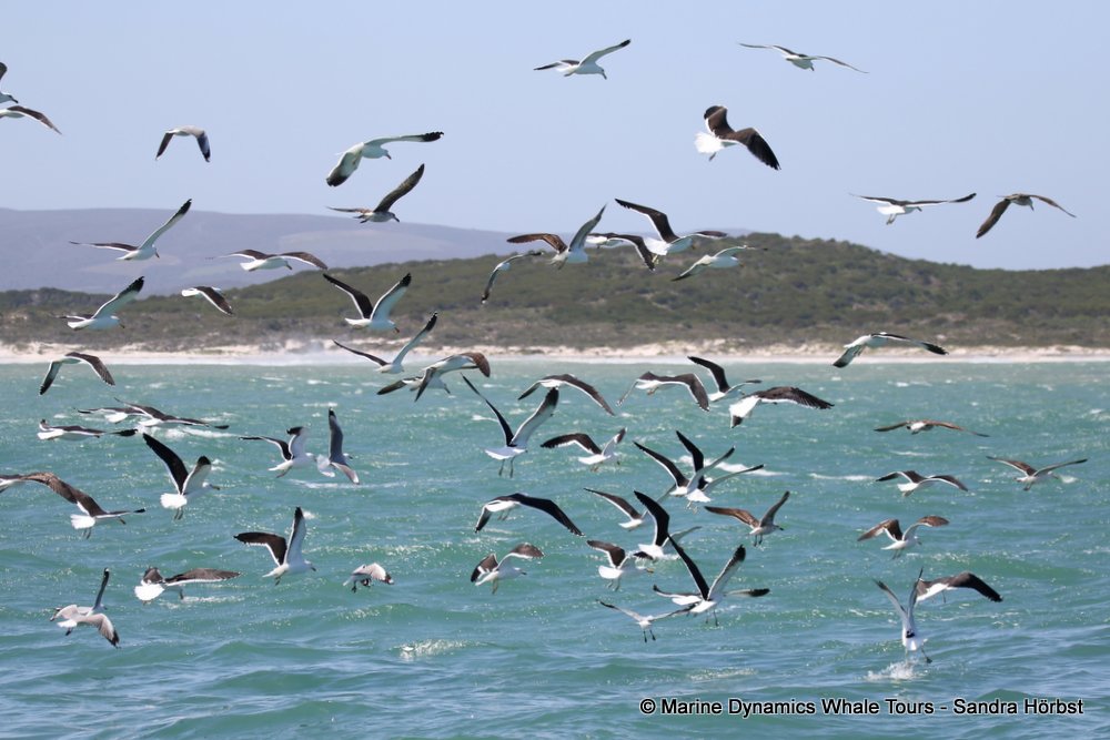 whale watching, gansbaai, south africa, gulls