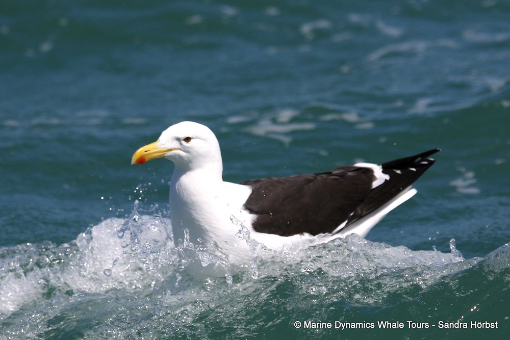 whale watching, gansbaai, south africa, kelp gull