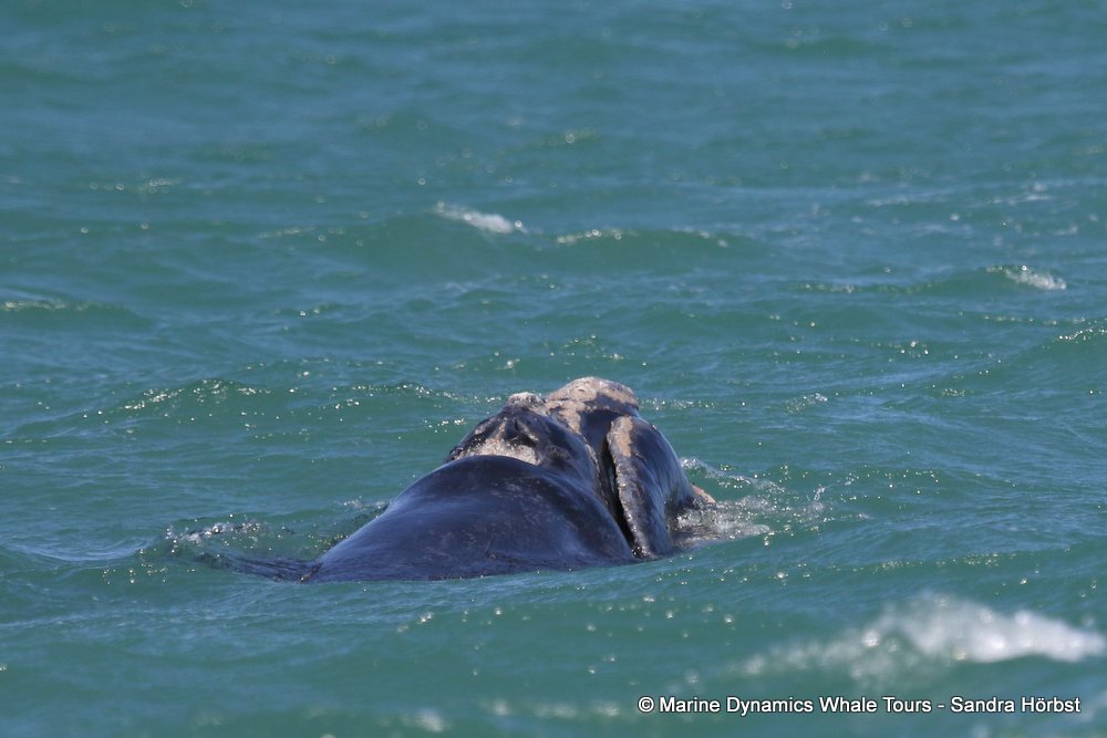 whale watching, gansbaai, south africa, whale