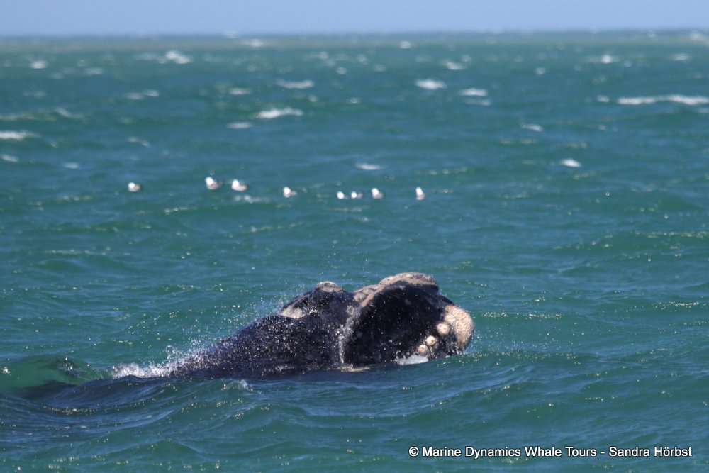 whale watching, gansbaai, south africa,whale