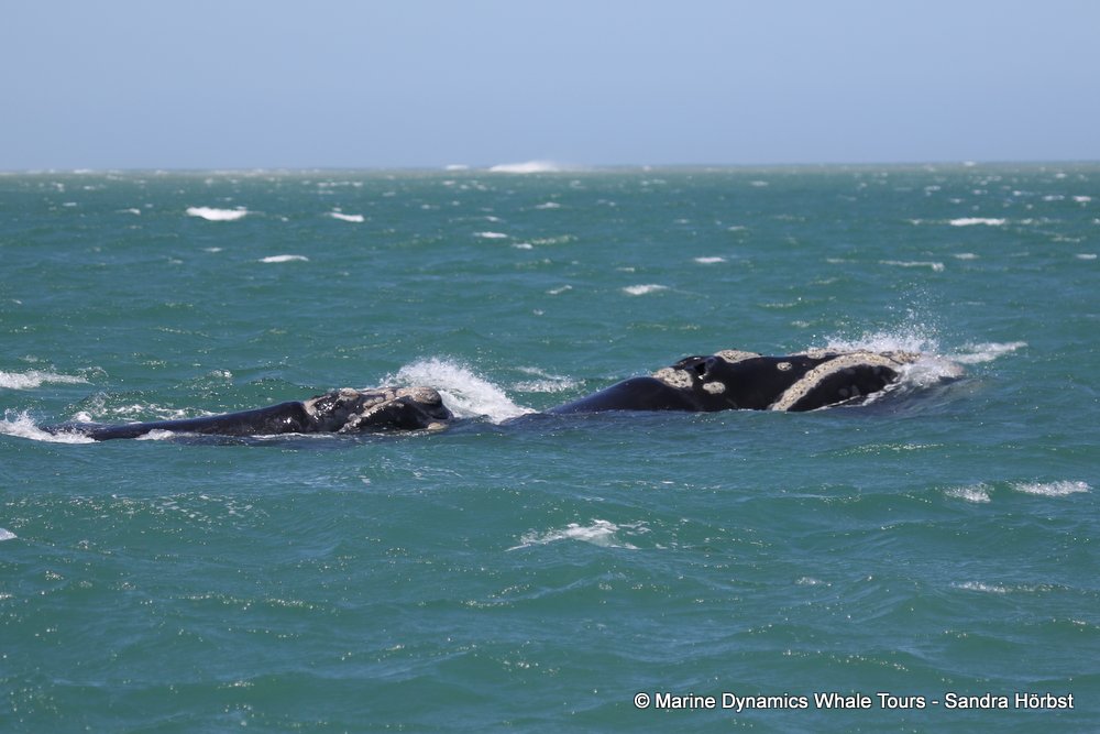 whale watching, gansbaai, south africa, southern right whale cow calf