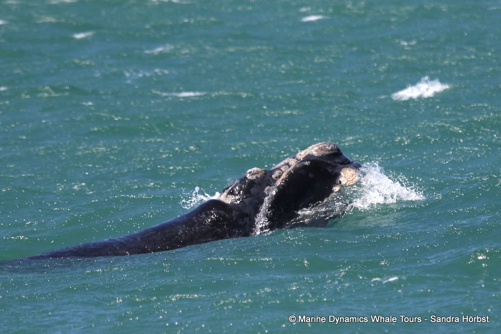 whale watching, gansbaai, south africa, whale