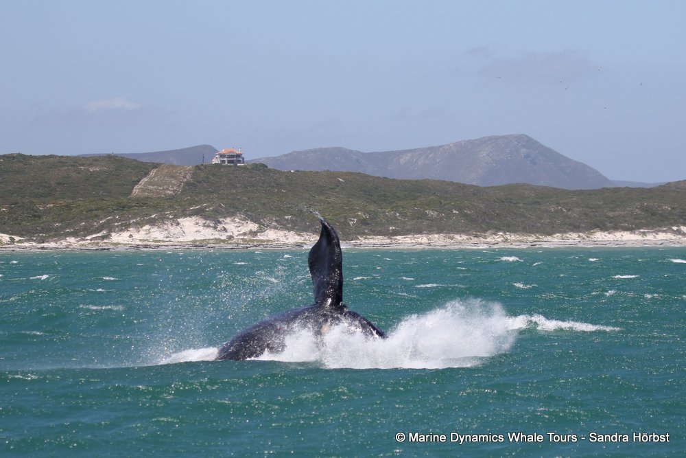 whale watching, gansbaai, south africa, whale