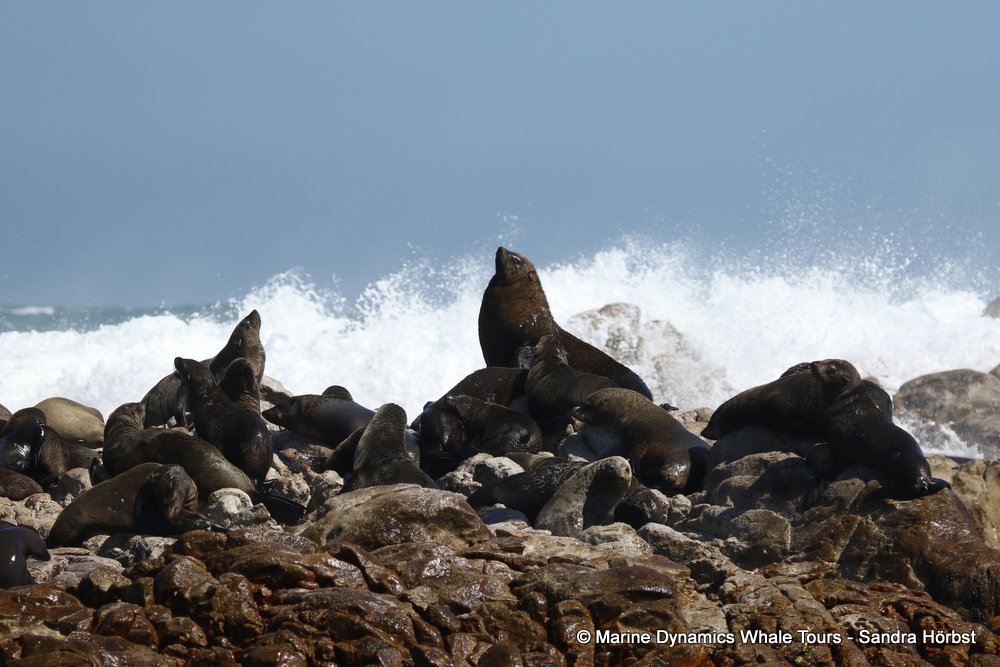 whale watching, gansbaai, south africa, fur seal