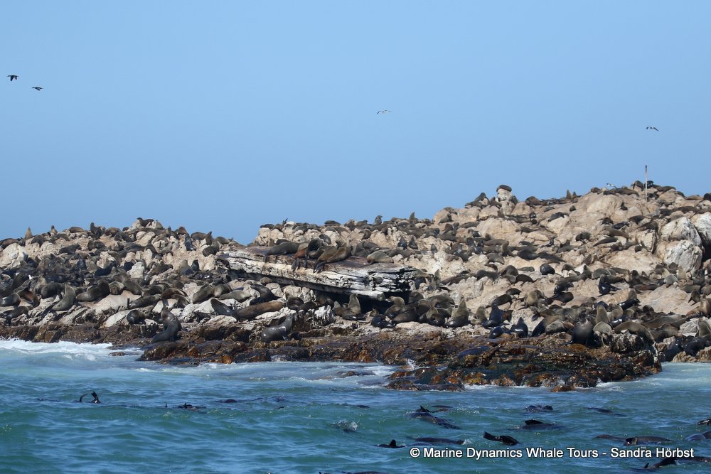 whale watching, gansbaai, south africa, cape fur seal colony