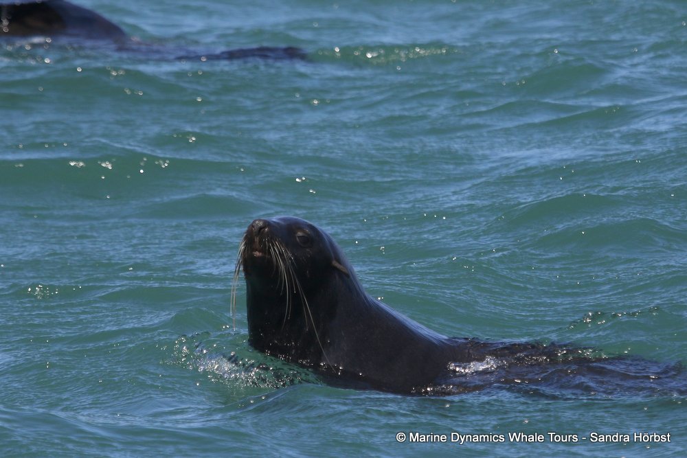 whale watching, gansbaai, south africa,