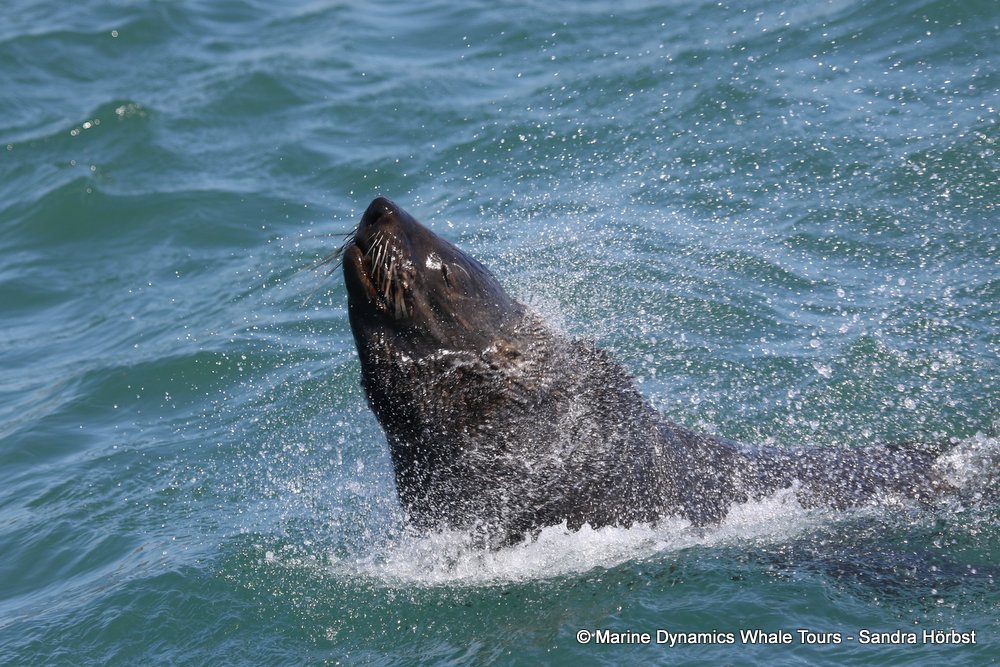 whale watching, gansbaai, south africa, fur se4al