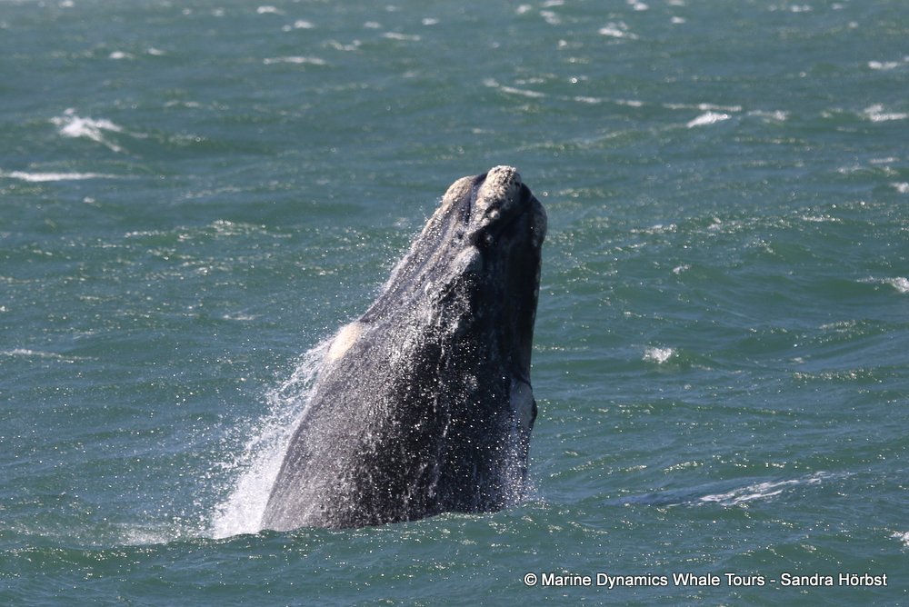 whale watching, gansbaai, south africa, breaching whale
