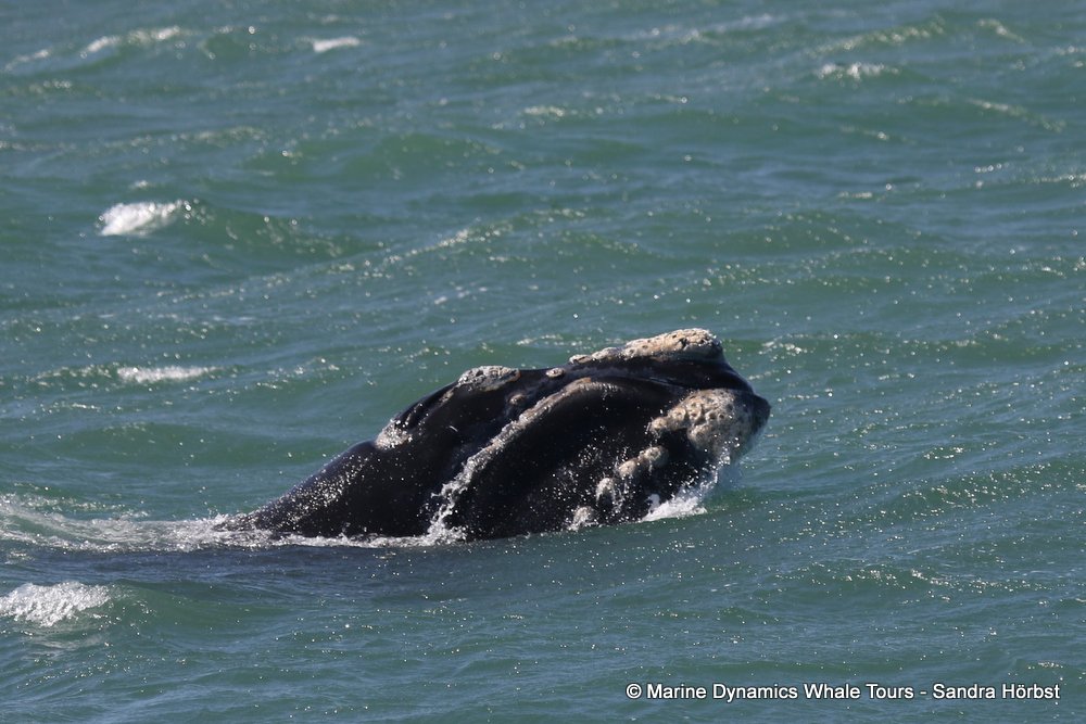 whale watching, gansbaai, south africa, whale