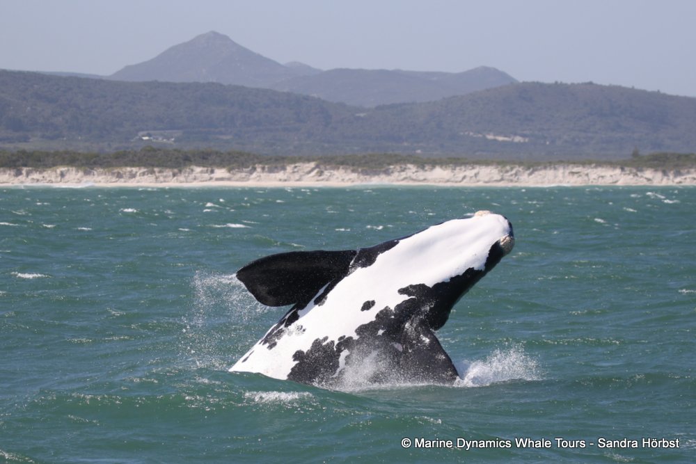 Marine Big 5 Daily Blog 03 October
