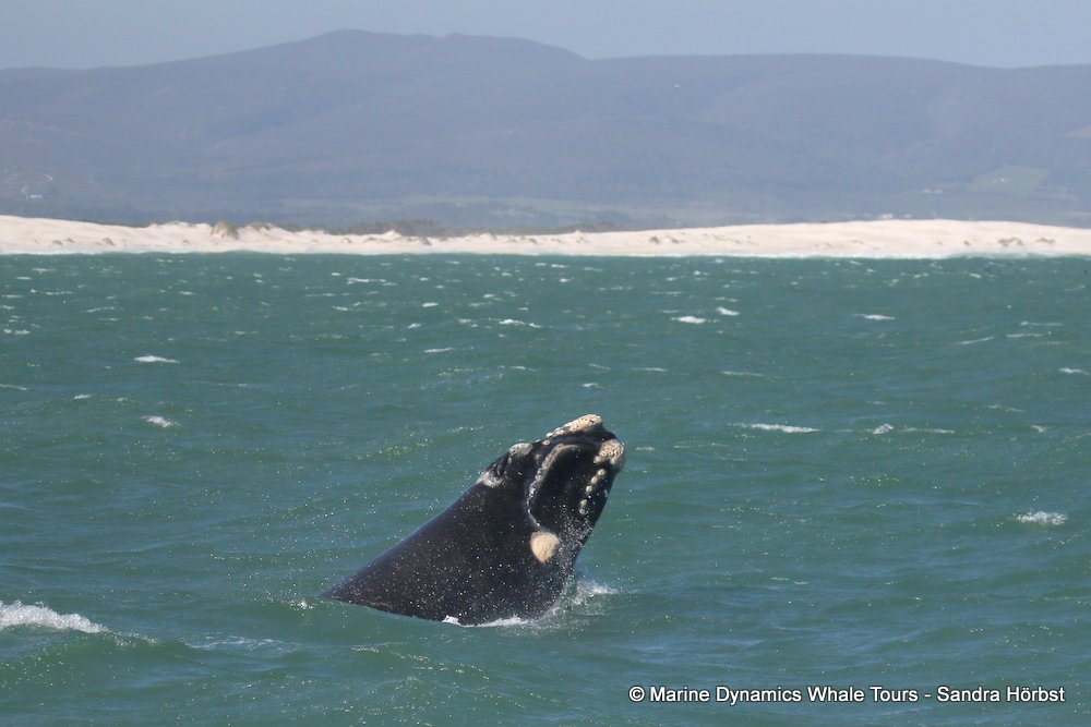 whale watching, gansbaai, south africa, whale