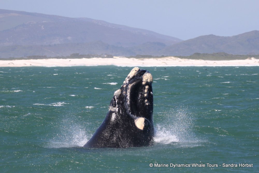whale watching, gansbaai, south africa, southern right whale