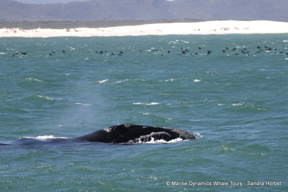 whale watching, gansbaai, south africa, whale