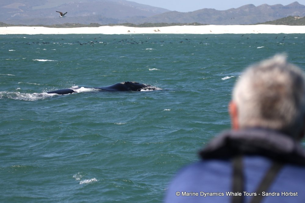 whale watching, gansbaai, south africa, people watching whale