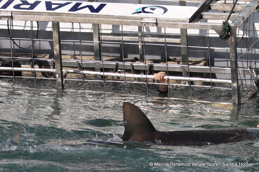 shark whale watching, gansbaai, south africa,