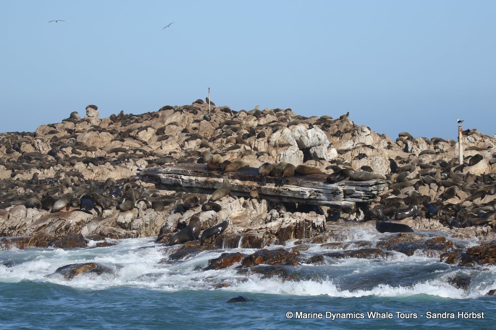 whale watching, gansbaai, south africa, cape fur seal colony