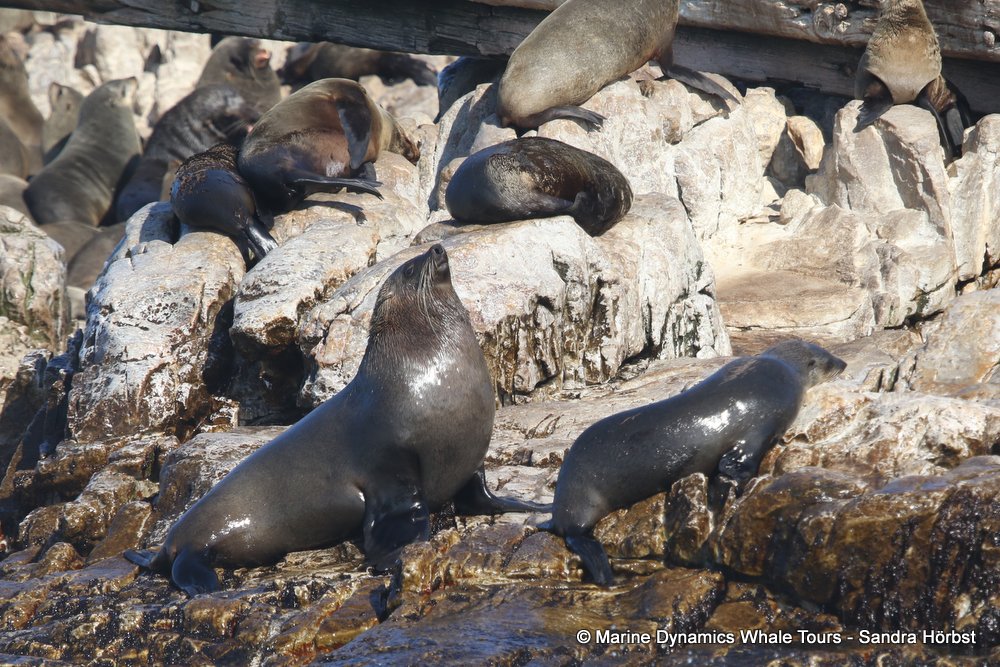 whale watching, gansbaai, south africa, cape fur seal