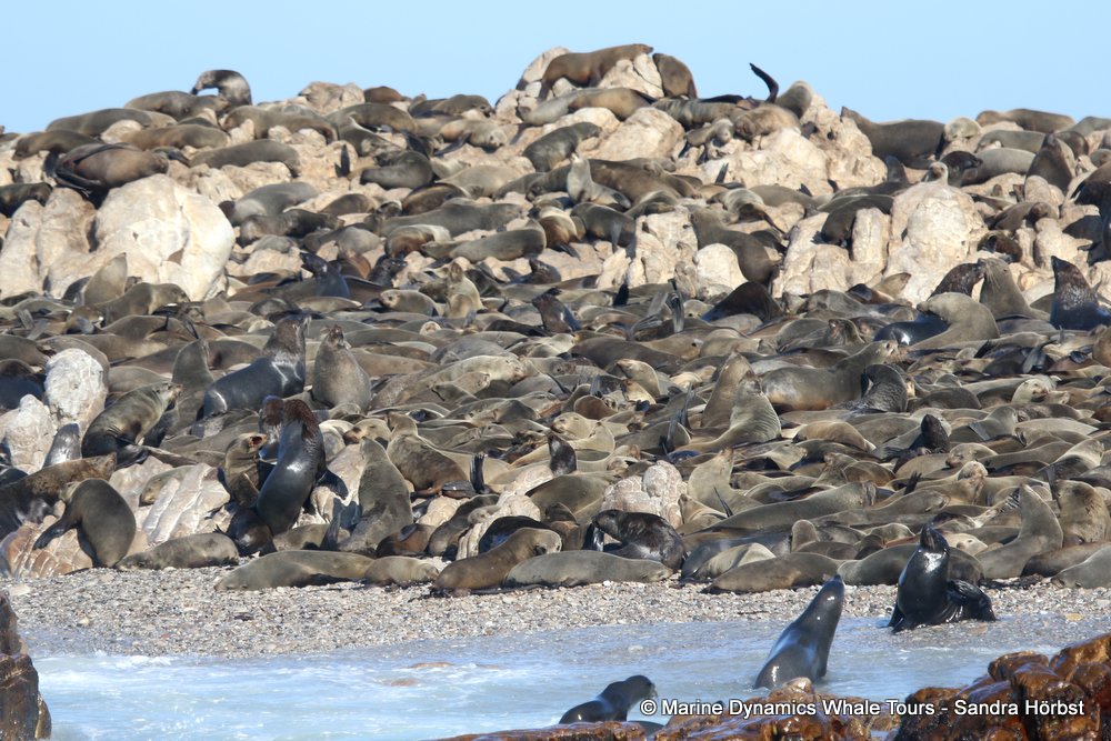 whale watching, gansbaai, south africa, fur seal