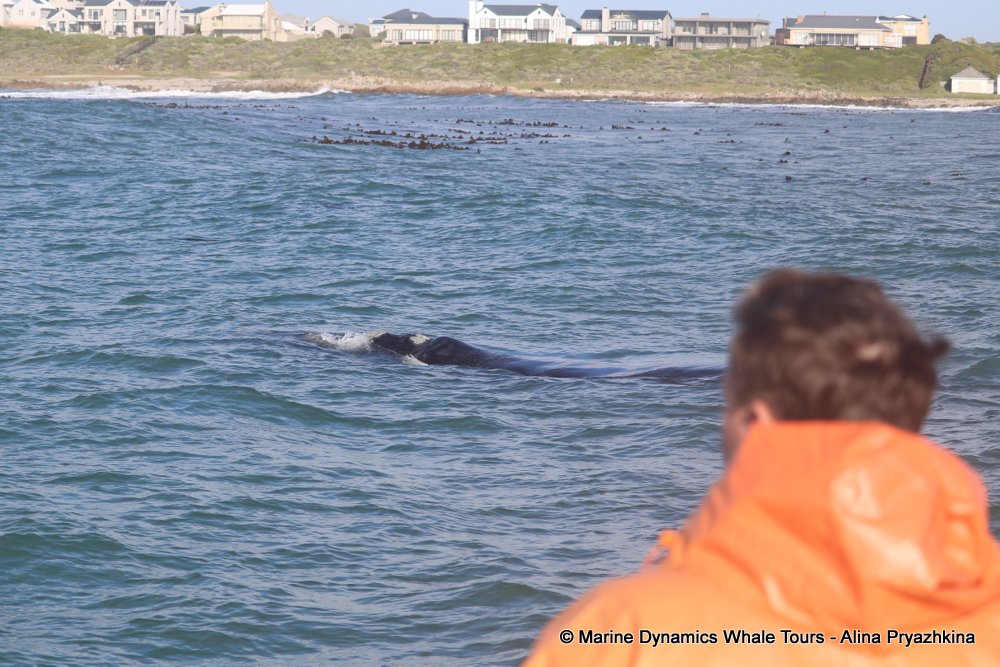 whale watching, gansbaai, south africa, Southern Right whale