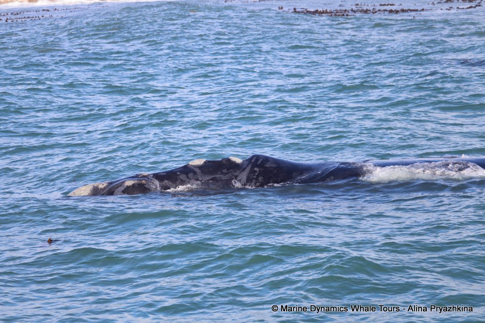whale watching, gansbaai, south africa, southern right whale