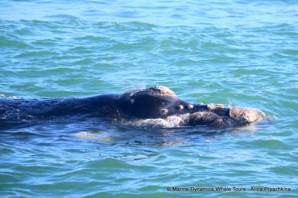 whale watching, gansbaai, south africa, Southern Right whale