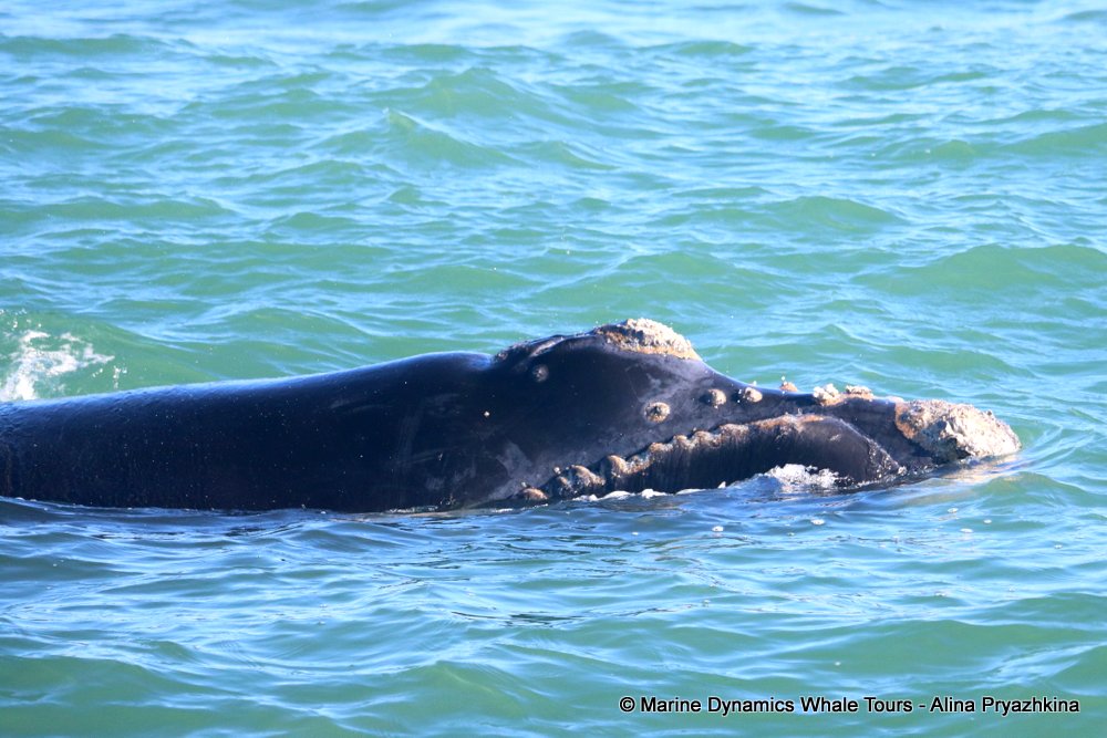 whale watching, gansbaai, south africa, Southern Right whale