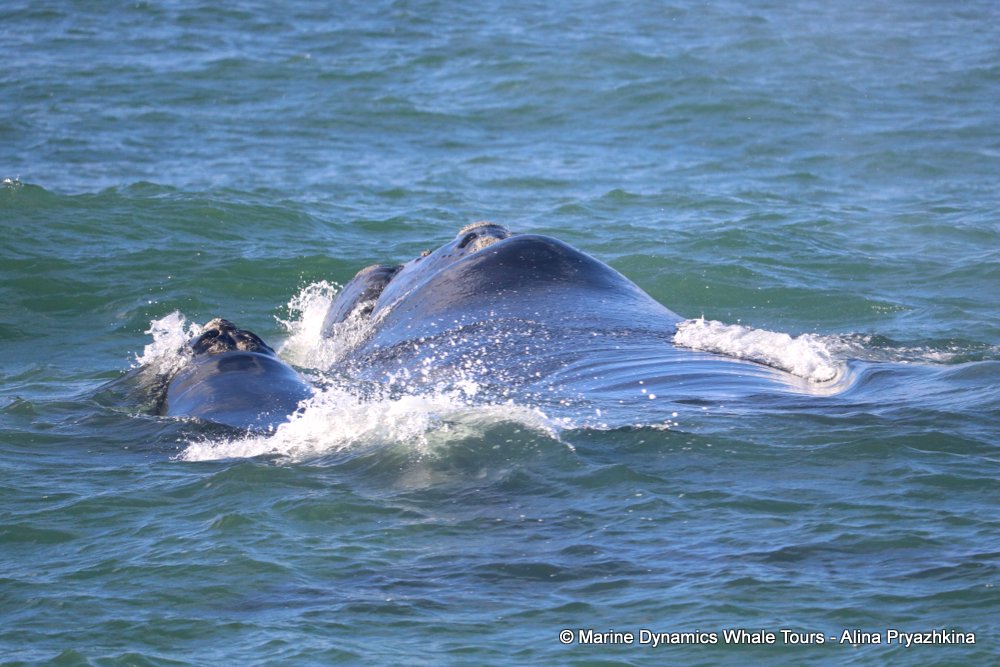 Marine Big 5 Daily Blog 21 October